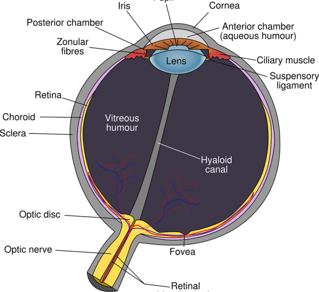 cornea