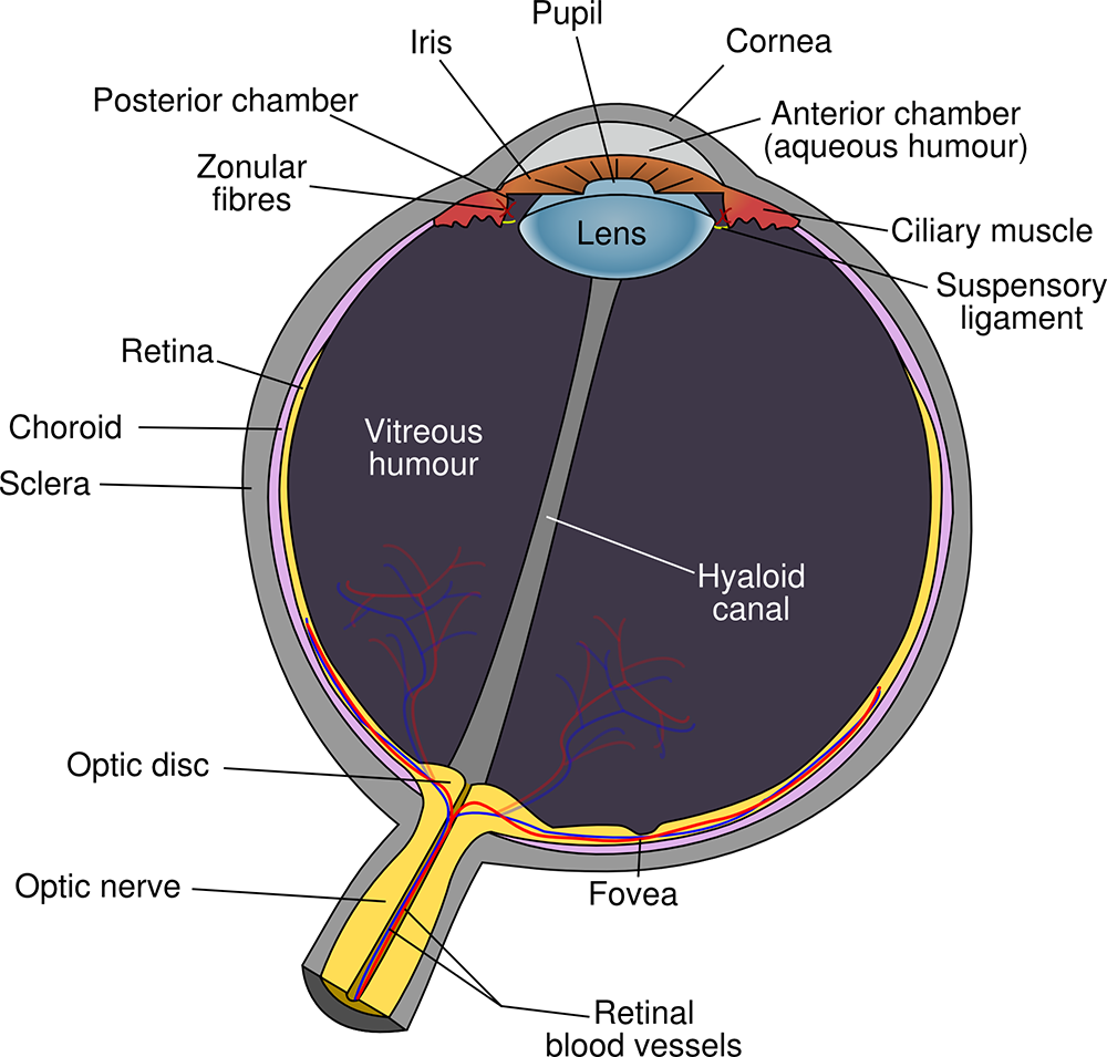 cornea