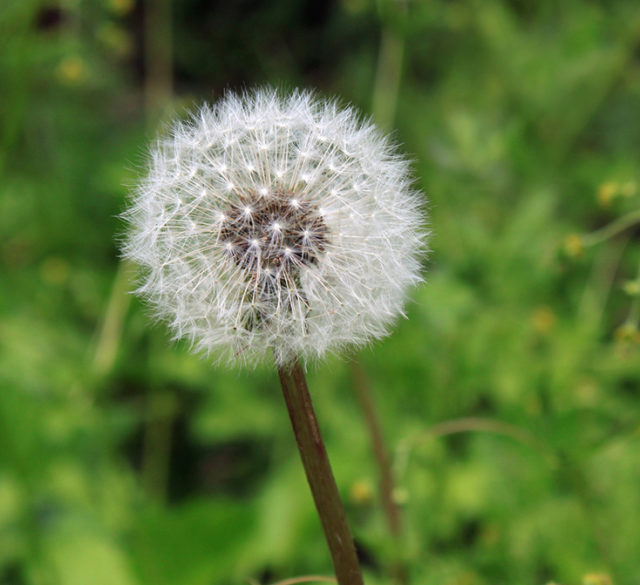 eye allergies