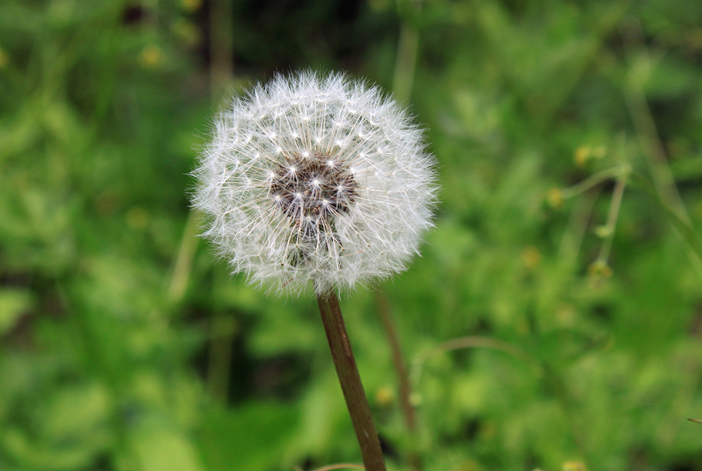 eye allergies