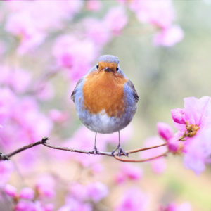 eye care for springtime