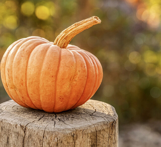 simply safe halloween