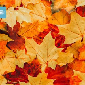 What does Autumn Eyes mean?