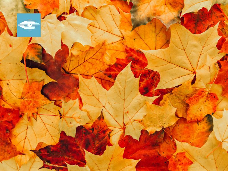 What does Autumn Eyes mean?